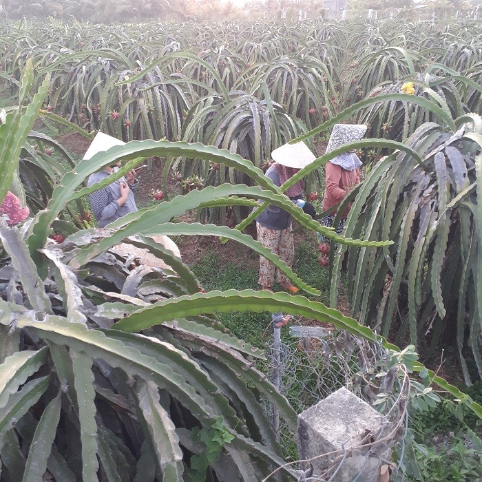 Bình Thuận: Thú vị nghề “làm đẹp” cho trái thanh long