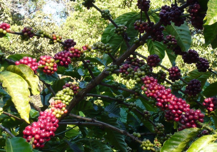 Xây dựng vùng nguyên liệu cà phê xuất khẩu đạt chuẩn