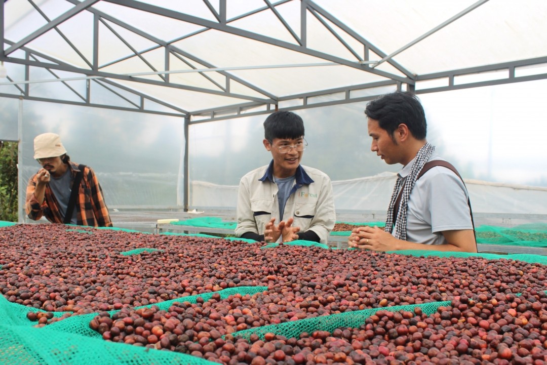 san-pham-ca-phe-tai-nong-trai-iforest-cua-ong-nguyen-tuan-dung-o-huyen-cu-mgar-dak-lak-1715591408.jpg