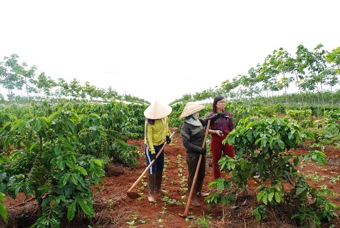 tu-nay-den-nam-2030-dak-nong-se-chuyen-doi-tren-8557ha-cac-cay-trong-khong-thich-nghi-hoac-it-thich-nghi-sang-trong-cac-cay-trong-khac-1716800144.jpg