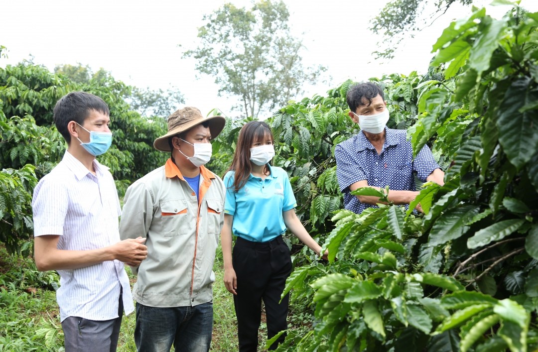 nguoi-dan-xa-ea-tan-huyen-krong-nang-chia-se-va-trao-doi-kinh-nghiem-phat-trien-ca-phe-canh-quan-ben-vung-1720779453.jpg