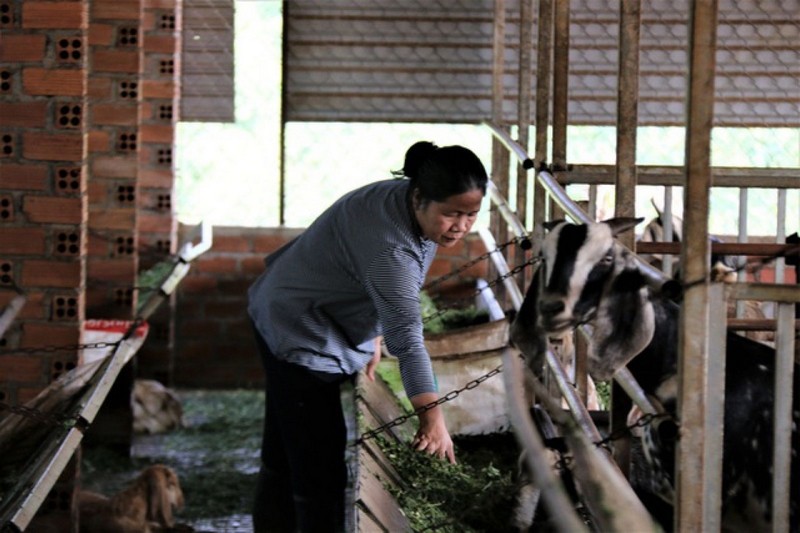 phuong-phap-nuoi-de-huu-co-cua-gia-dinh-ba-nguyen-thi-le-ha-xa-thuan-ha-huyen-dak-song-duoc-nguoi-dan-tren-dia-ban-hoc-tap-ap-dung-rong-rai-1721019830.jpg