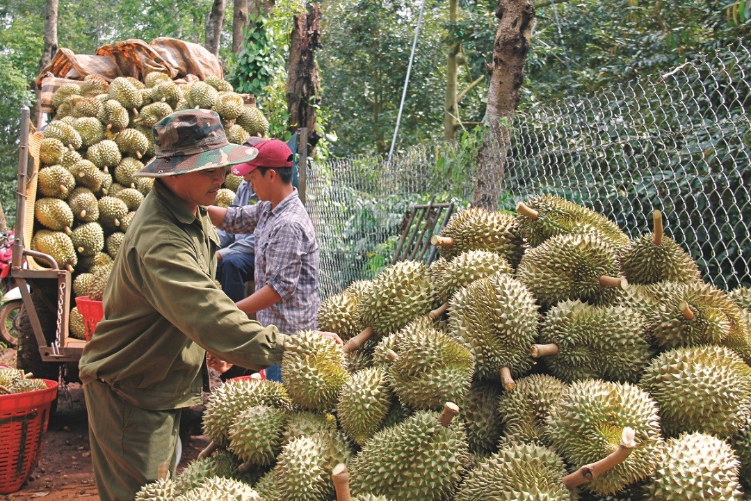 thuong-lai-den-thu-mua-sau-rieng-tai-vuon-cua-mot-nong-dan-o-huyen-krong-pac-1722422307.jpg