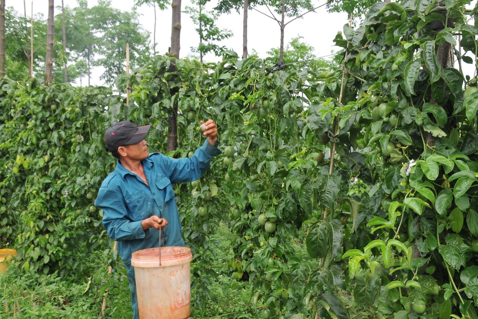 san-pham-chanh-day-cua-ong-nguyen-ngoc-hieu-xa-dak-rmoan-tp-gia-nghia-du-tieu-chuan-xuat-khau-sang-chau-au-nho-san-xuat-theo-huong-an-toan-sinh-hoc-1723971871.jpg