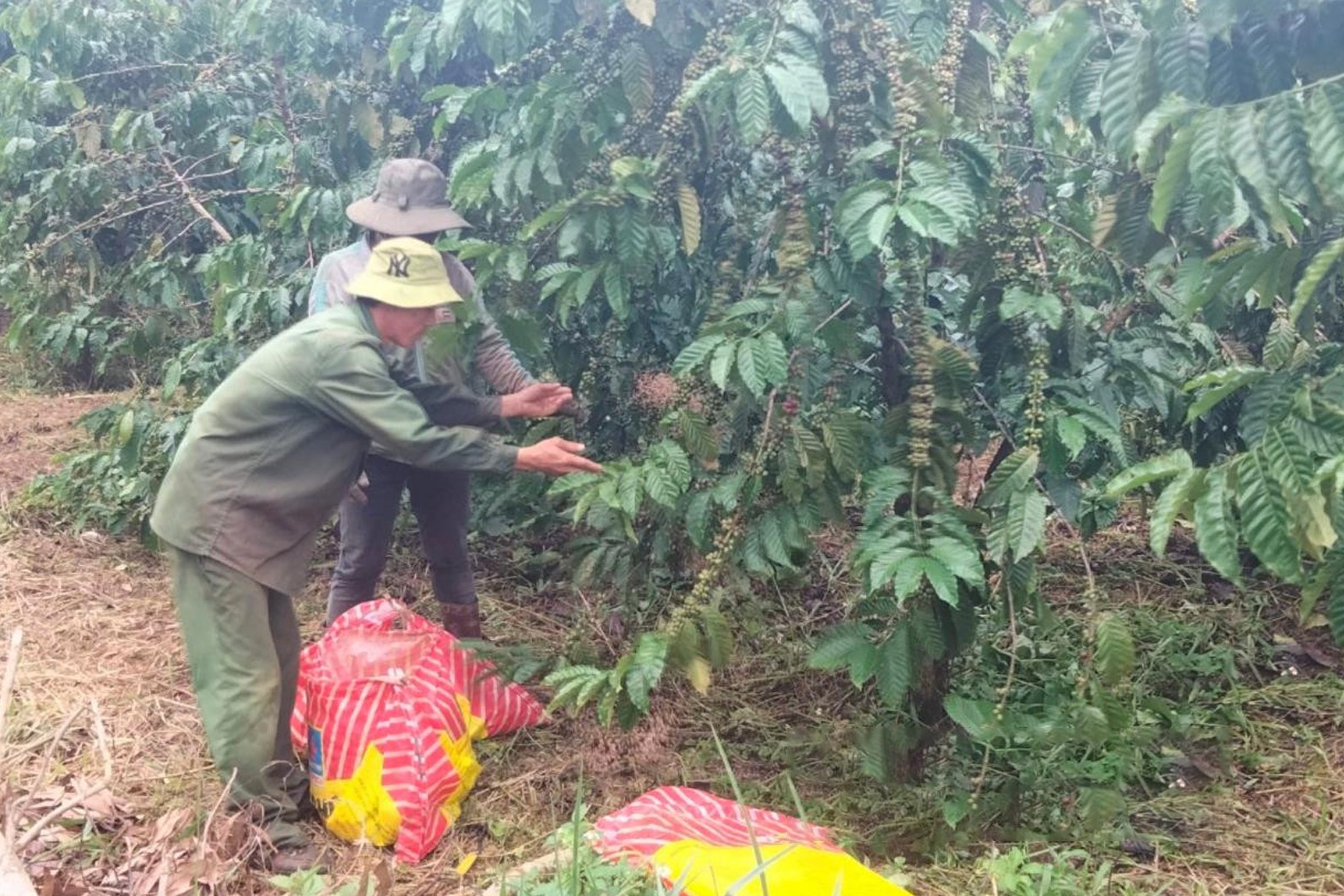 vuon-ca-phe-cua-ong-nguyen-van-ha-o-xa-truong-xuan-huyen-dak-song-phat-trien-on-dinh-nho-quy-trinh-cham-soc-theo-huong-huu-co-1723971894.jpg