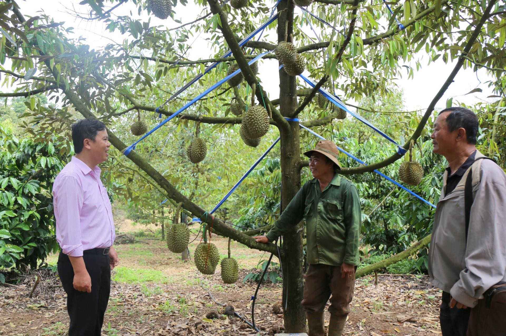 nong-dan-huyen-dak-rlap-duoc-vay-von-tu-nhcsxh-de-dau-tu-mo-hinh-trong-sau-rieng-1724599792.jpg