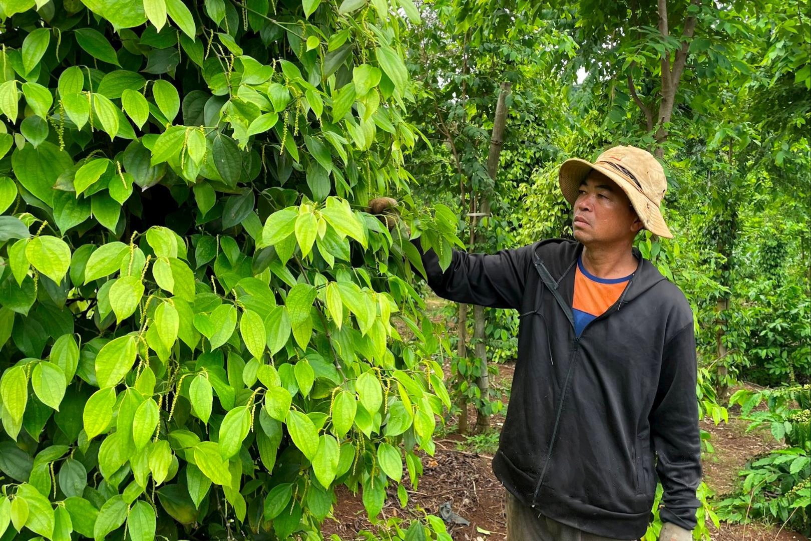 ong-pham-duc-hung-o-xa-dak-sak-huyen-dak-mil-thanh-vien-htx-binh-minh-da-thay-doi-cach-ban-ho-tieu-giup-tang-hieu-qua-kinh-te-1724600927.jpg