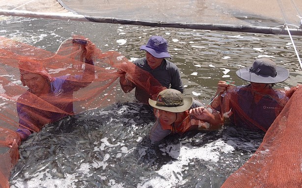 nuoi-tom-cong-nghe-cao-ben-tre-2-1733123972.jpg