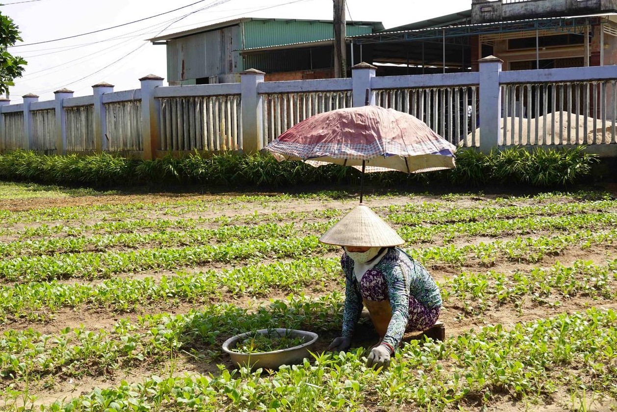 nong-nghiep-huu-co-binh-dinh-4-1734944717.jpg