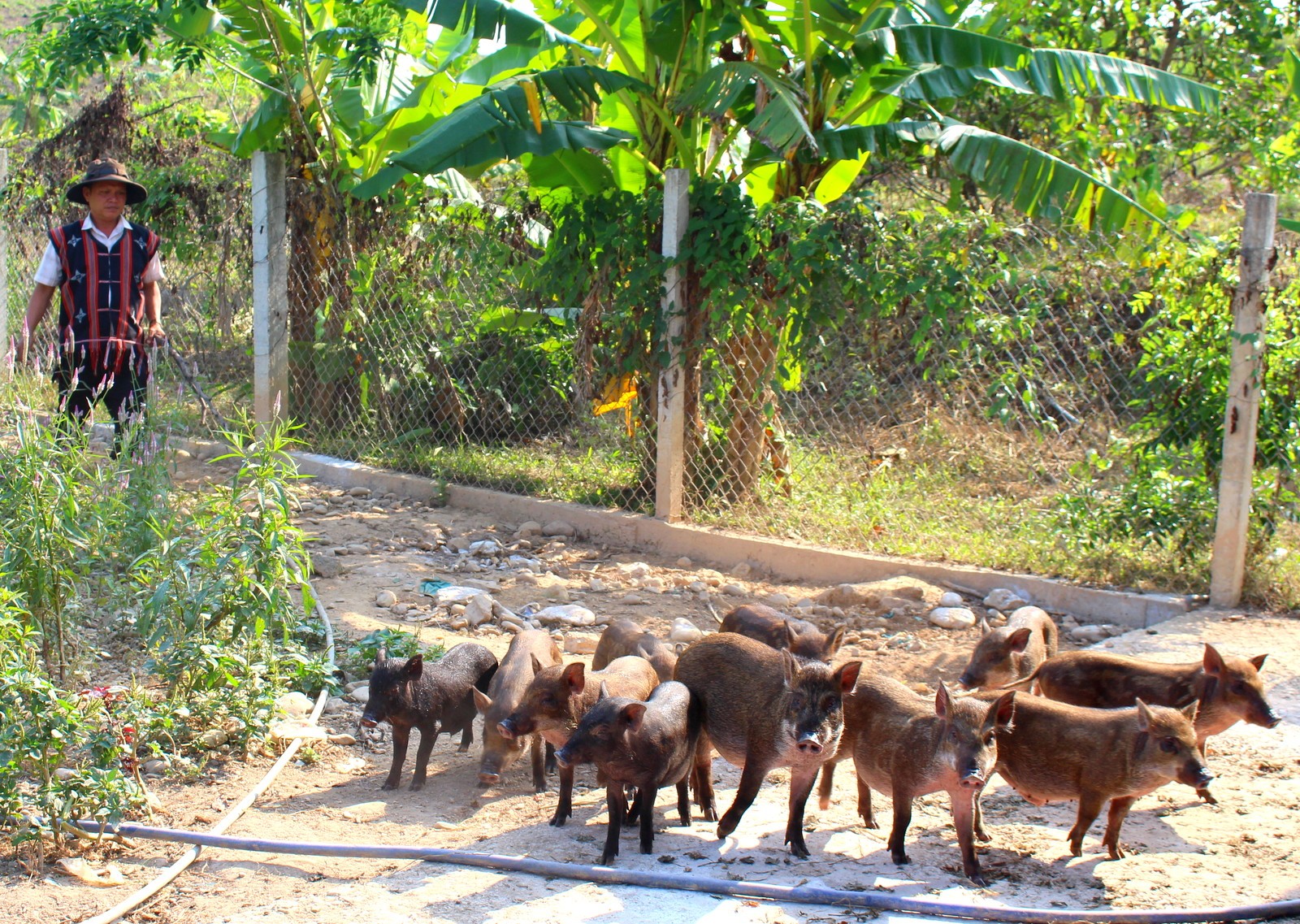 nguoi-co-tu-nuoi-heo-lai-rung-mang-lai-hieu-qua-kinh-te-cao-thon-phu-tuc-xa-hoa-phu-1738544290.JPG