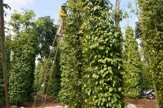 trong-qua-trinh-canh-tac-nong-dan-dung-tru-song-de-cay-ho-tieu-co-the-leo-trong-do-co-nhieu-tru-cao-5-7m-phai-dung-thang-sat-treo-len-de-hai-1745543126.jpg