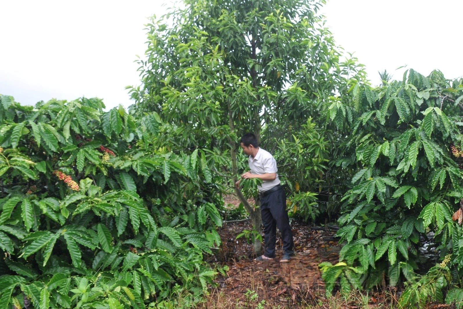 vuon-ca-phe-trong-xen-cay-an-qua-cua-nong-ho-anh-do-van-binh-o-xa-quang-phu-huyen-krong-no-sinh-truong-tot-trong-mua-kho-1746232802.jpeg