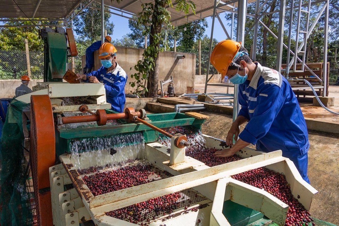 doanh-nghiep-ca-phe-can-luong-von-lon-de-thu-mua-che-bien-nhat-la-trong-thoi-diem-thu-hoach-1748196241.jpeg