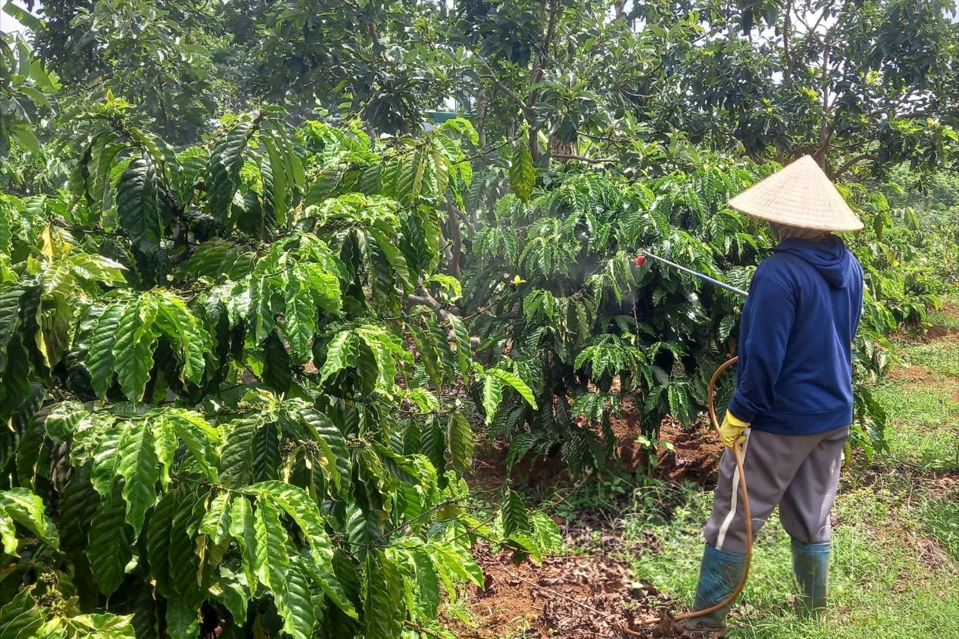 phun-ngua-cac-loai-sau-benh-hai-trai-non-cho-vuon-ca-phe-duoc-nguoi-dan-xa-dak-lao-huyen-dak-mil-chu-trong-thuc-hien-1748468370.jpeg