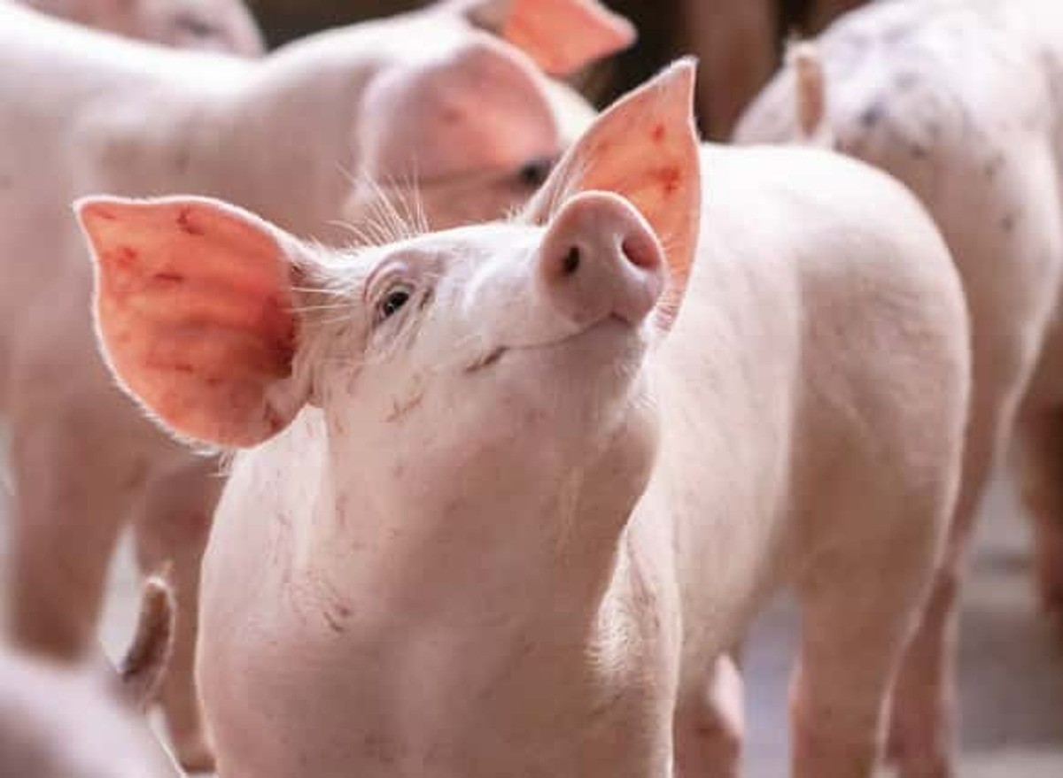 Giá heo hơi hôm nay 6/6 ổn định trên cả 3 miền