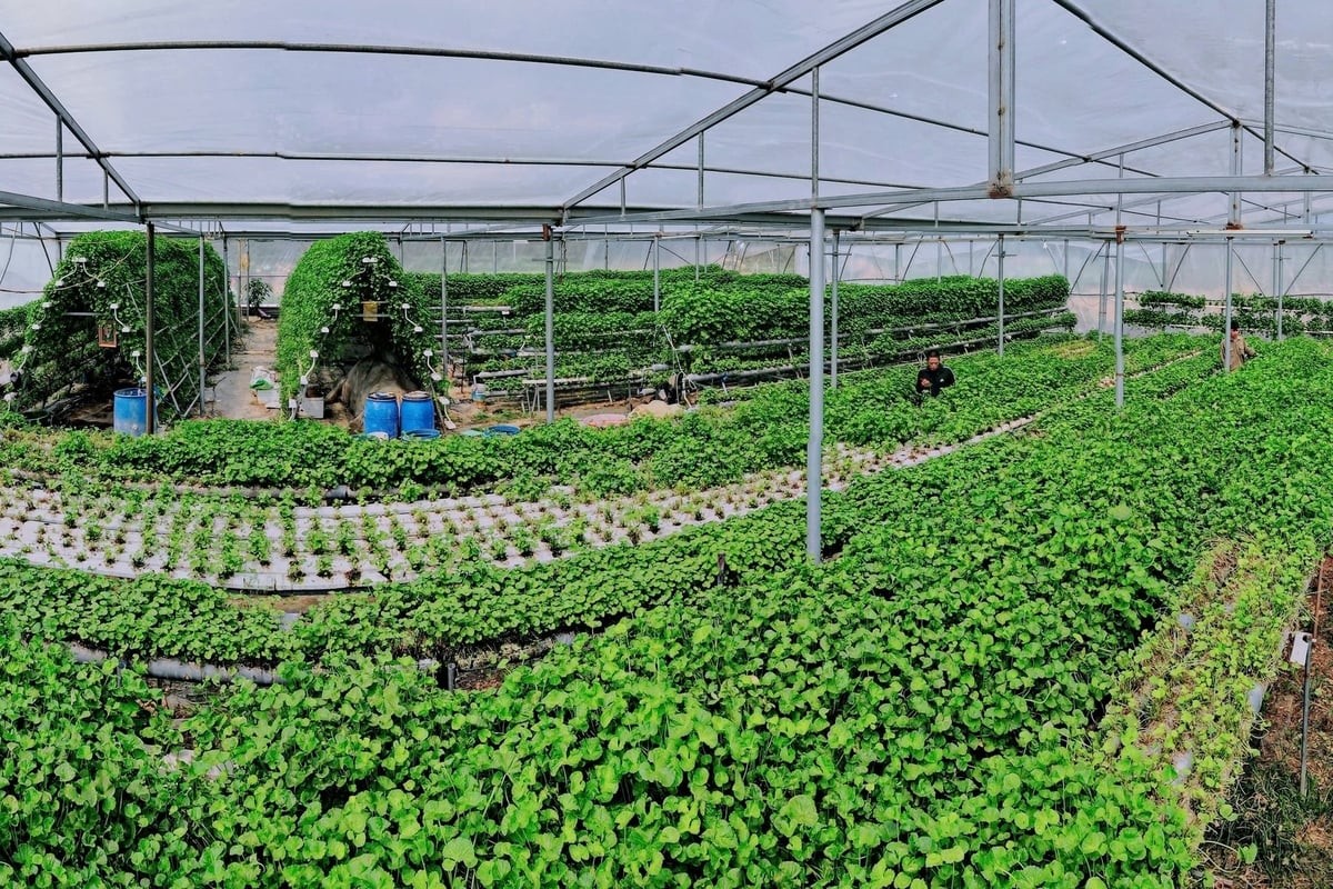  Mô hình rau má thuỷ cảnh của Anh Cao Văn Hùng tại nhà màng ở phường Bình Khê, Đông Triều, Quảng Ninh.