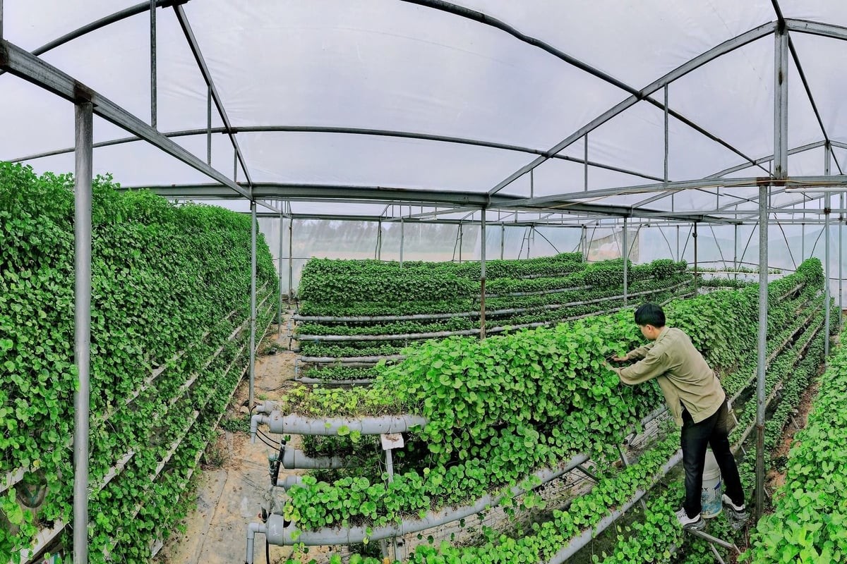 Sản phẩm nước rau má đóng chai được tiêu thụ đều đặn mỗi ngày tại các cửa hàng giải khát địa phương.