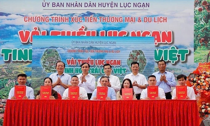 Lễ ký kết hợp tác tiêu thụ vải thiều năm 2025 tại huyện Lục Ngạn – bước đi chiến lược trong liên kết sản xuất và tiêu thụ nông sản.
