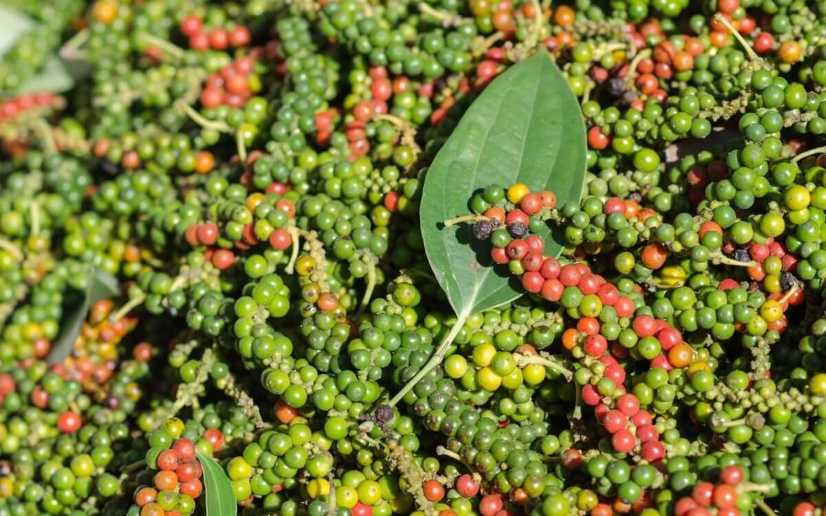 Giá tiêu hôm nay 9/6/2025