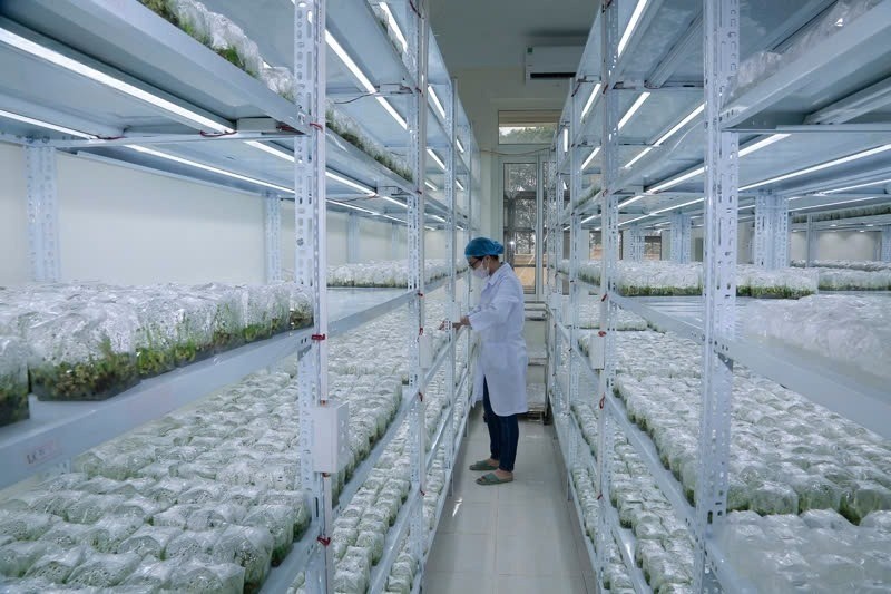 Viện Nông nghiệp tỉnh Thanh Hóa đang thực hiện nhân giống cây dứa MD2 bằng phương pháp nuôi cấy mô tế bào phù hợp với điều kiện tại Thanh Hóa.