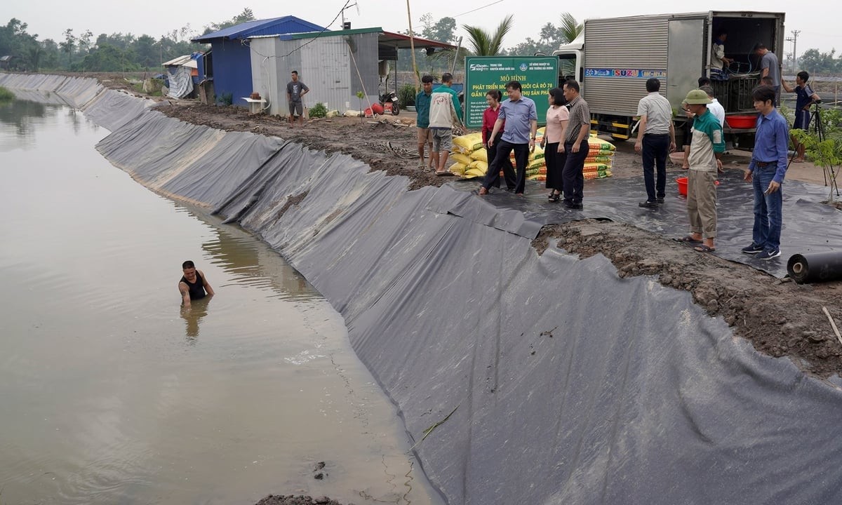 Cá rô 78 giống được vận chuyển đến các ao nuôi của hộ dân tại xã Tam Kỳ. Cá có tốc độ sinh trưởng nhanh, chất lượng thịt cao.