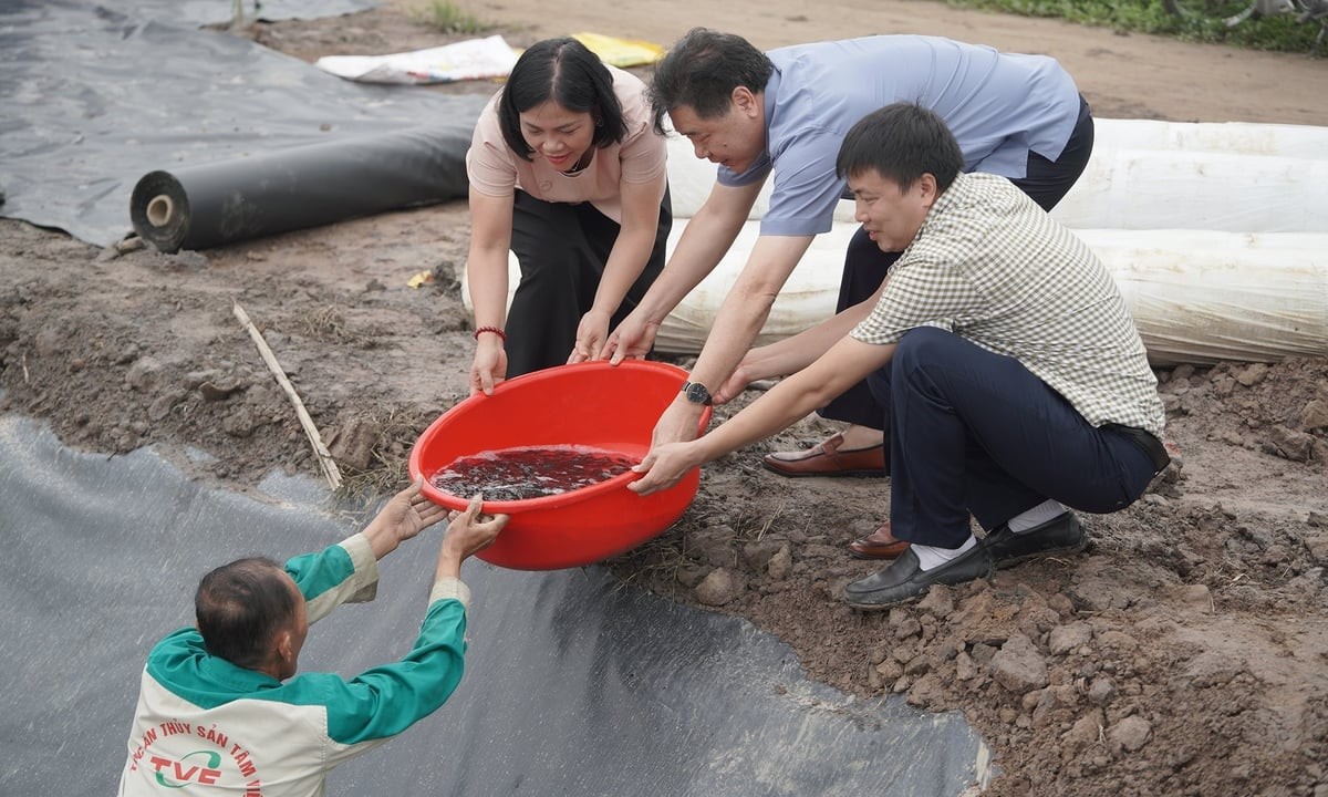 Cá rô 78 giống được vận chuyển đến các ao nuôi của hộ dân tại xã Tam Kỳ. Cá có tốc độ sinh trưởng nhanh, chất lượng thịt cao.