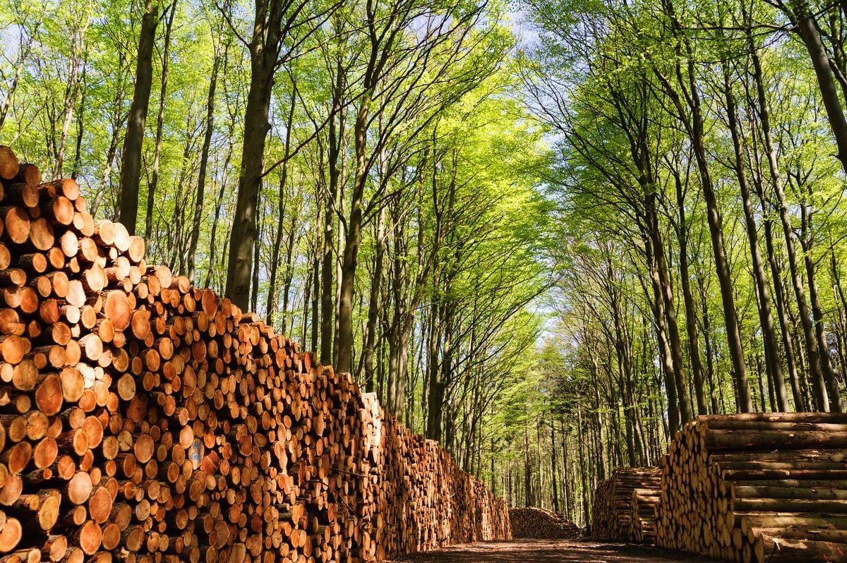 Đồng Nai phát triển ngành sản xuất, chế biến, xuất khẩu gỗ thuộc tốp đầu cả nước. 