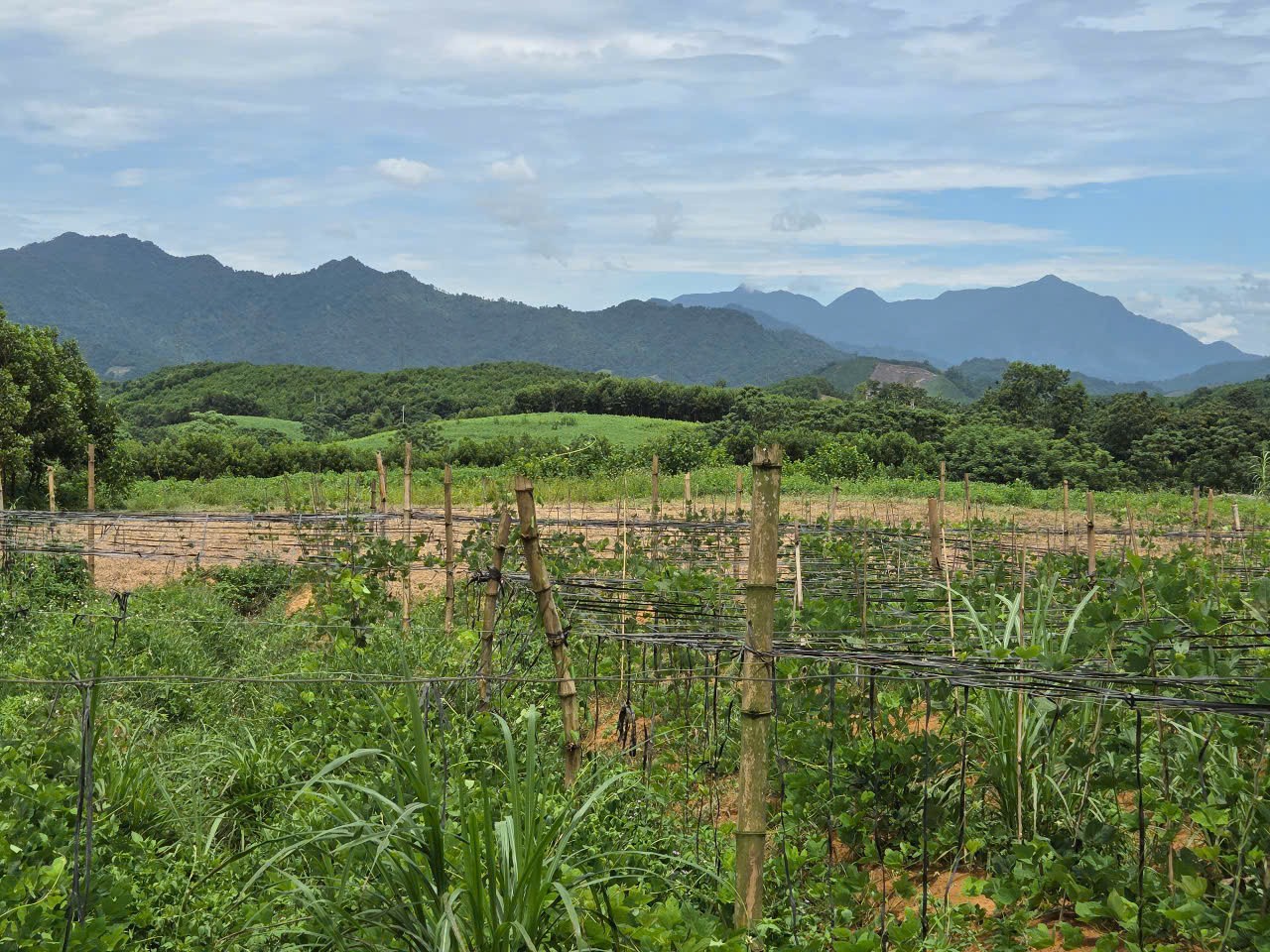 Thanh Hóa: Hiệu quả lớn từ Chương trình ERPA với các chủ rừng 