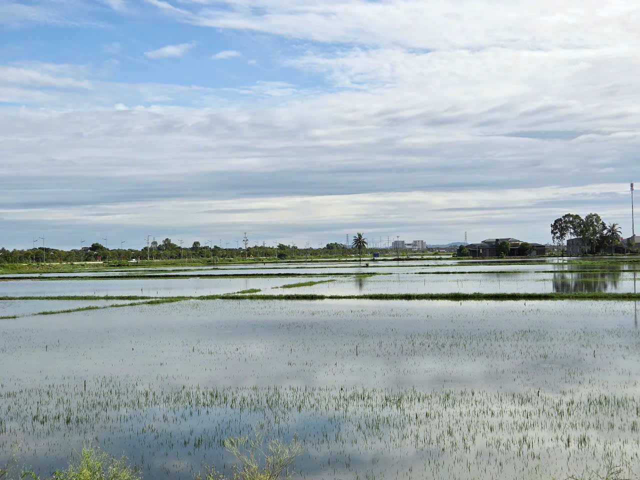 Ninh Bình vận hành hết công suất các trạm bơm để cứu 74.000ha lúa bị ngập úng