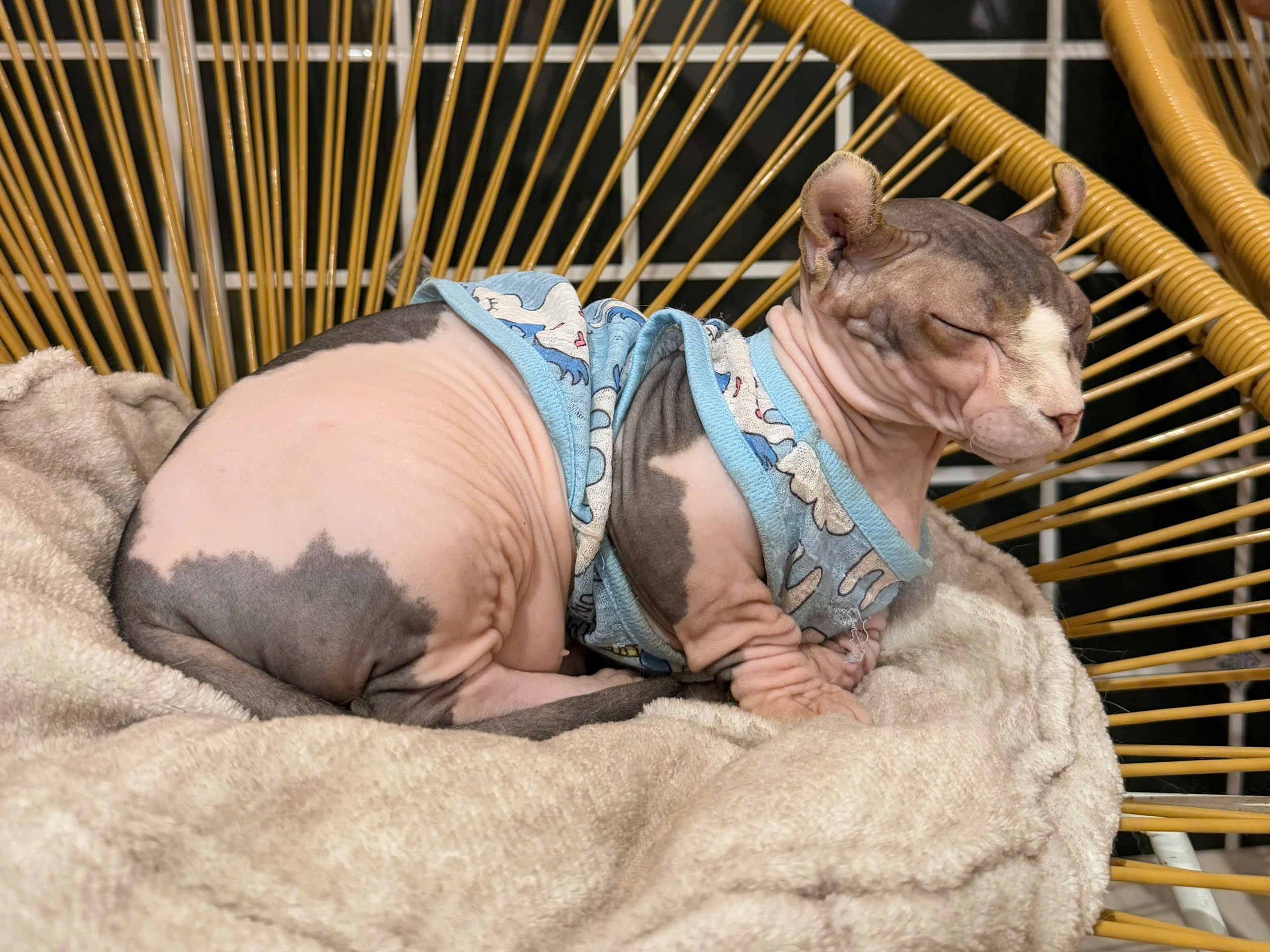 Cà phê thú cưng ở Cần Thơ