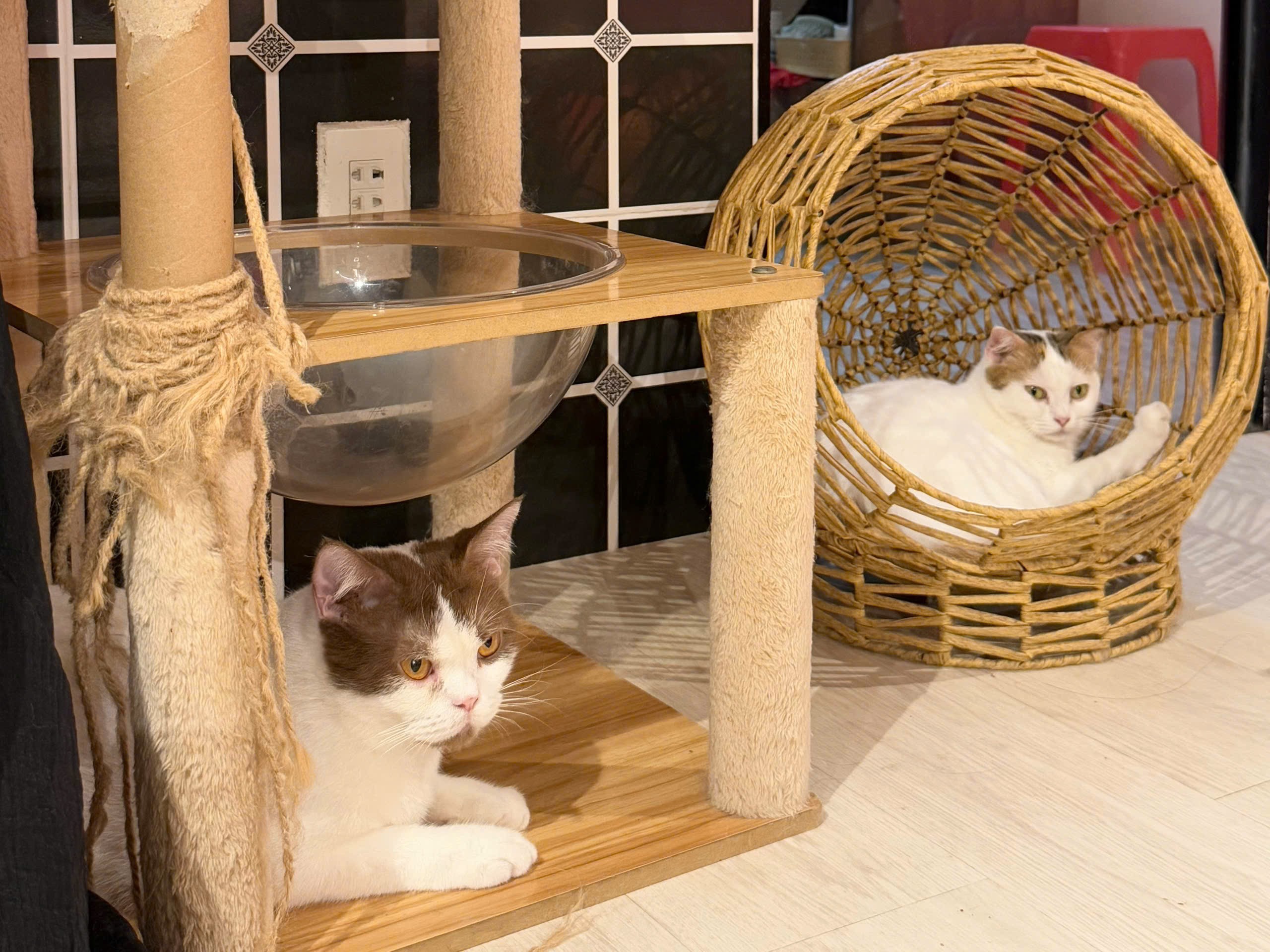 Cà phê thú cưng ở Cần Thơ