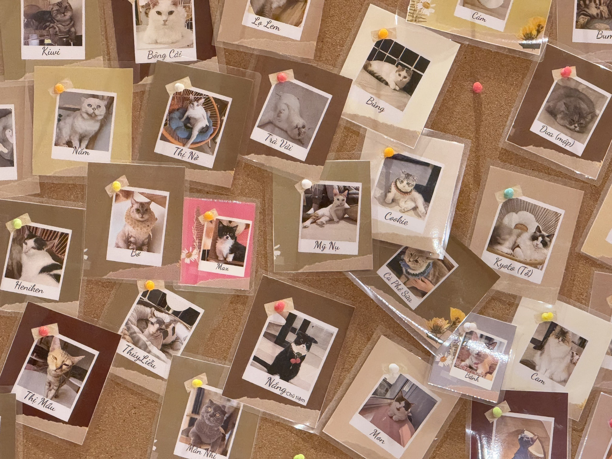 Cà phê thú cưng ở Cần Thơ