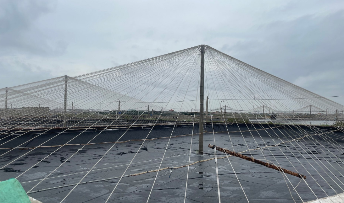 Mô hình nuôi tôm công nghệ cao, được che chắn cẩn thận. 
