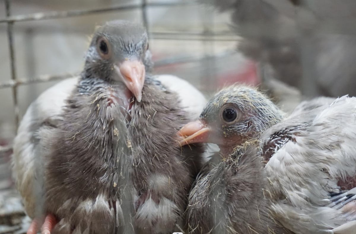 chim bồ câu mẹ, chim bồ câu con 