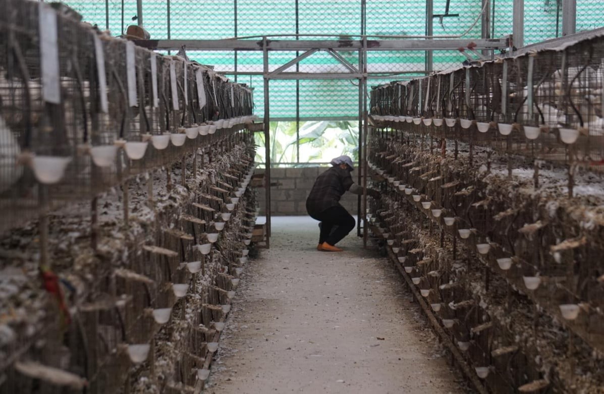 Mô hình chuồng trại bồ câu (Ảnh