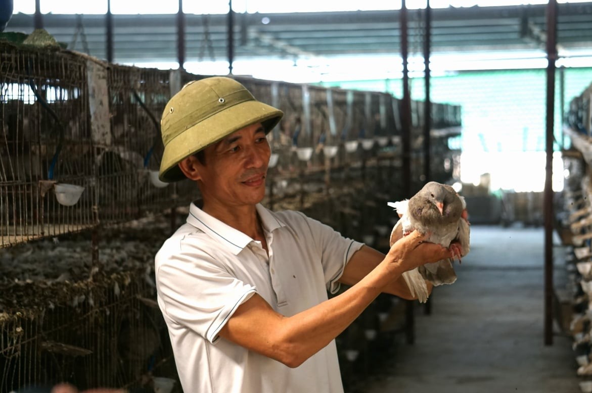 Ông Khương Sỹ Định chăm chim bồ câu 