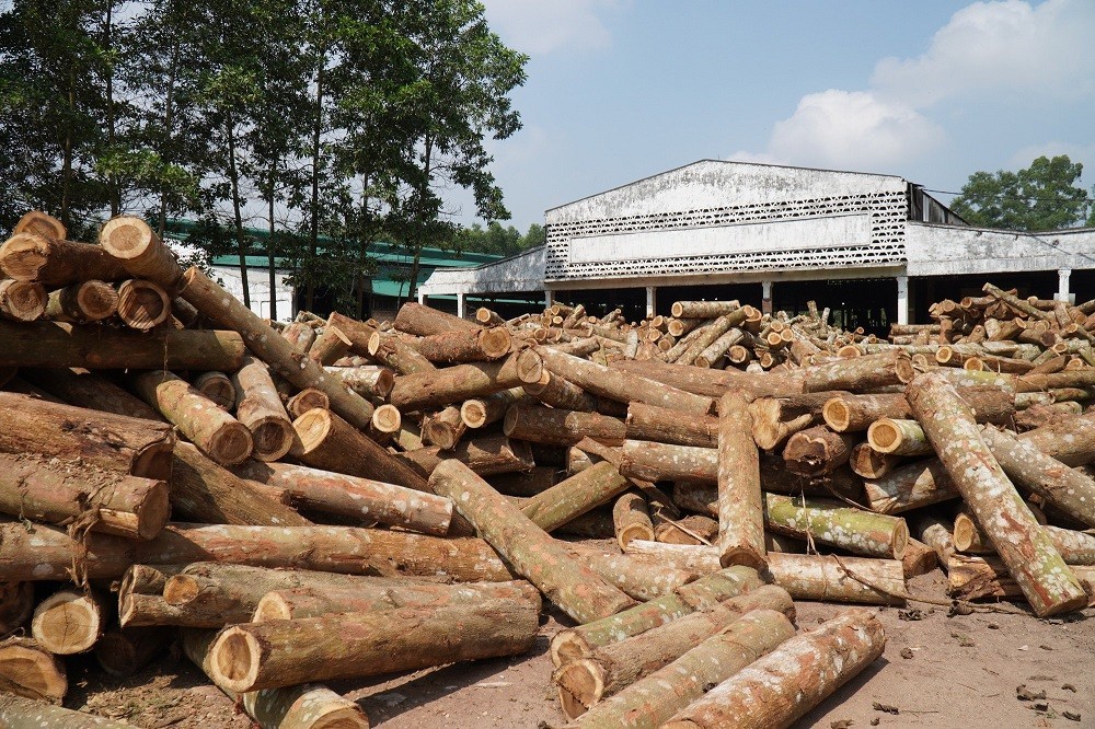 “Lá chắn xanh” giữa thách thức toàn cầu: Lâm nghiệp Việt Nam cần bước ngoặt mới