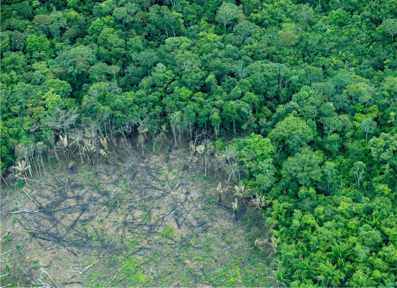 “Lá chắn xanh” giữa thách thức toàn cầu: Lâm nghiệp Việt Nam cần bước ngoặt mới