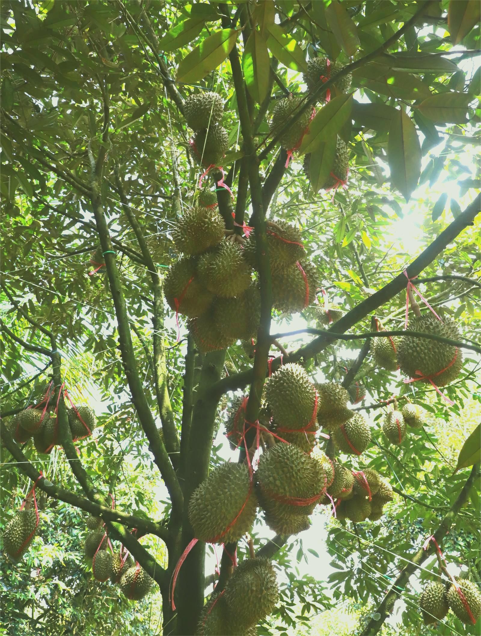 Sầu riêng Đắk Lắk được chăm sóc tốt, chất lượng cao.JPG