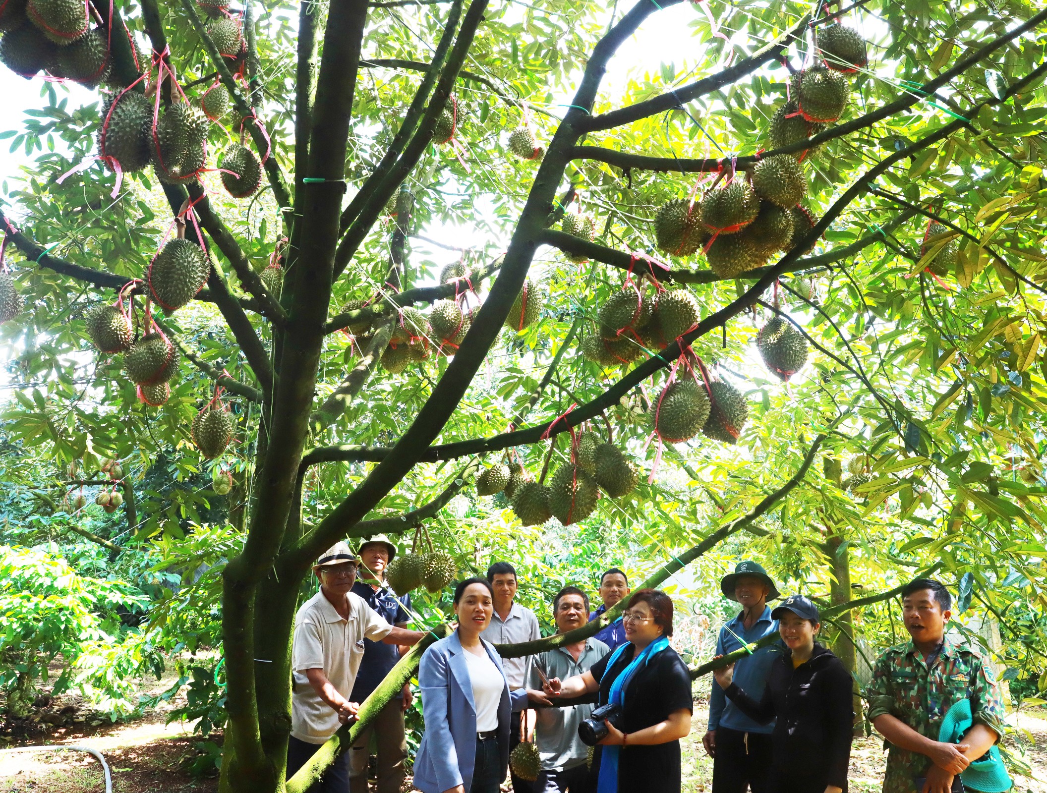 Cán bộ chính quyền đến tận vườn tuyên truyền hướng dẫn bà con.JPG
