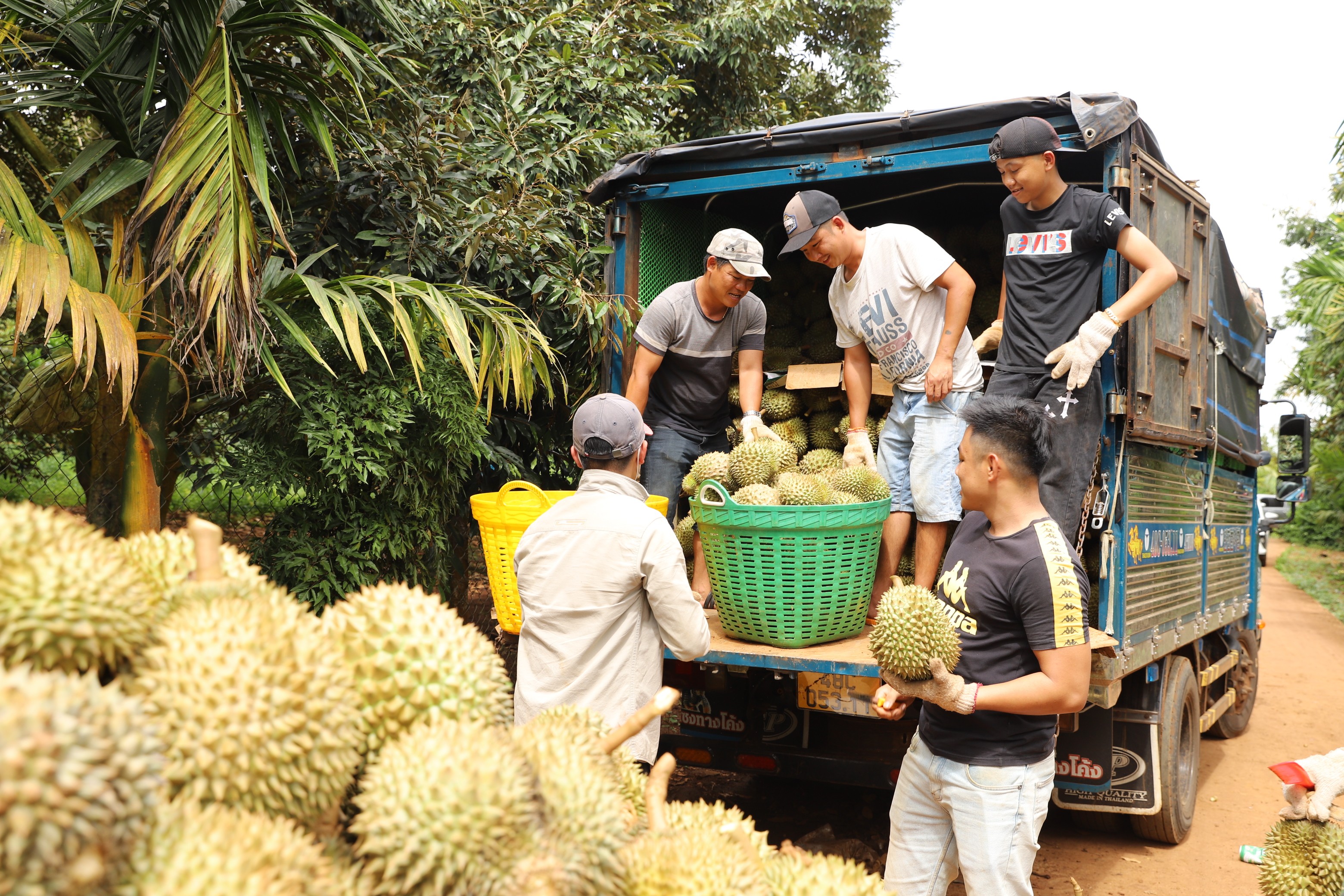 Người dân thu hoạch sầu riêng tại Đắk Lắk.JPG