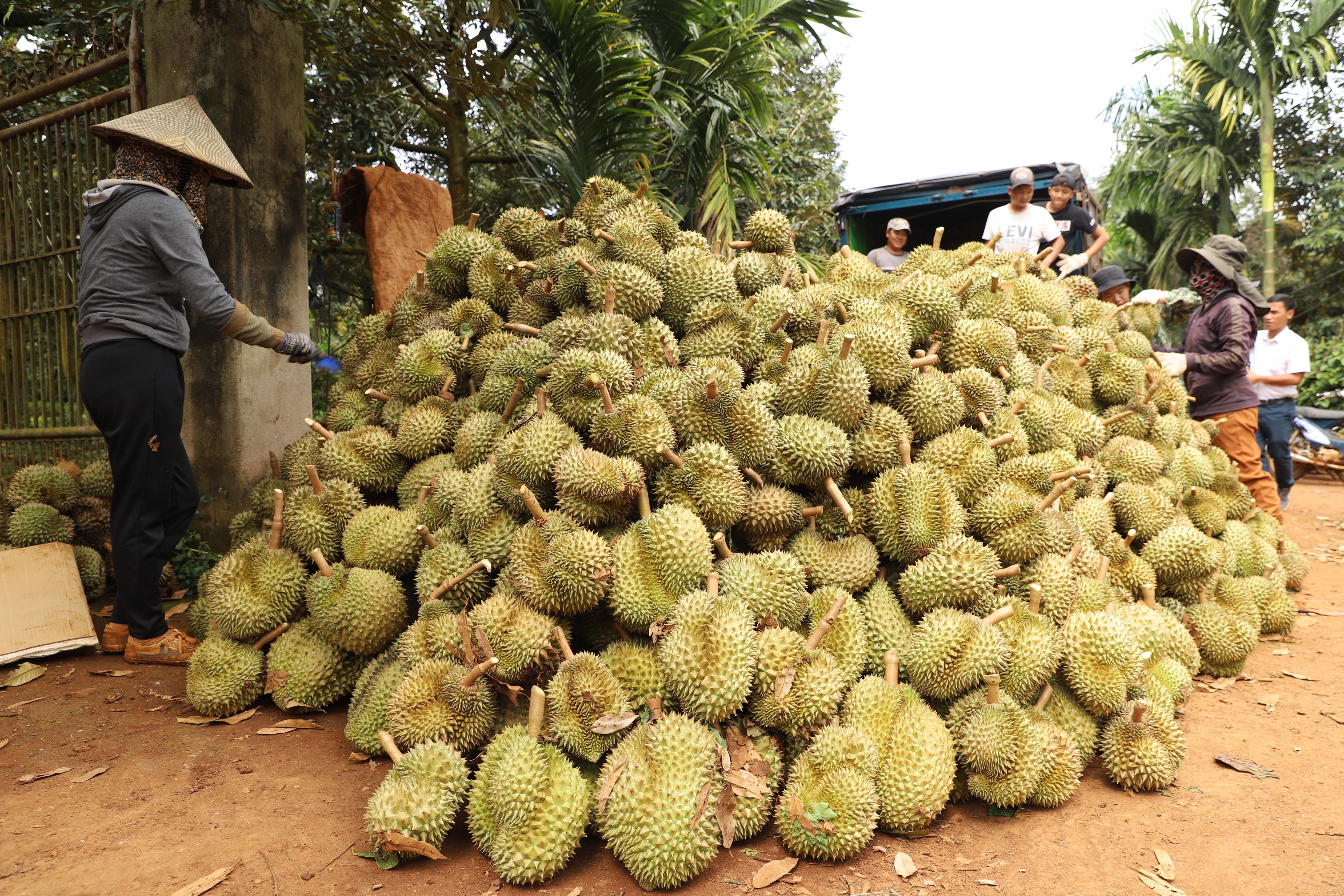 Người dân thu hoạch sầu riêng tại Đắk Lắk.JPG