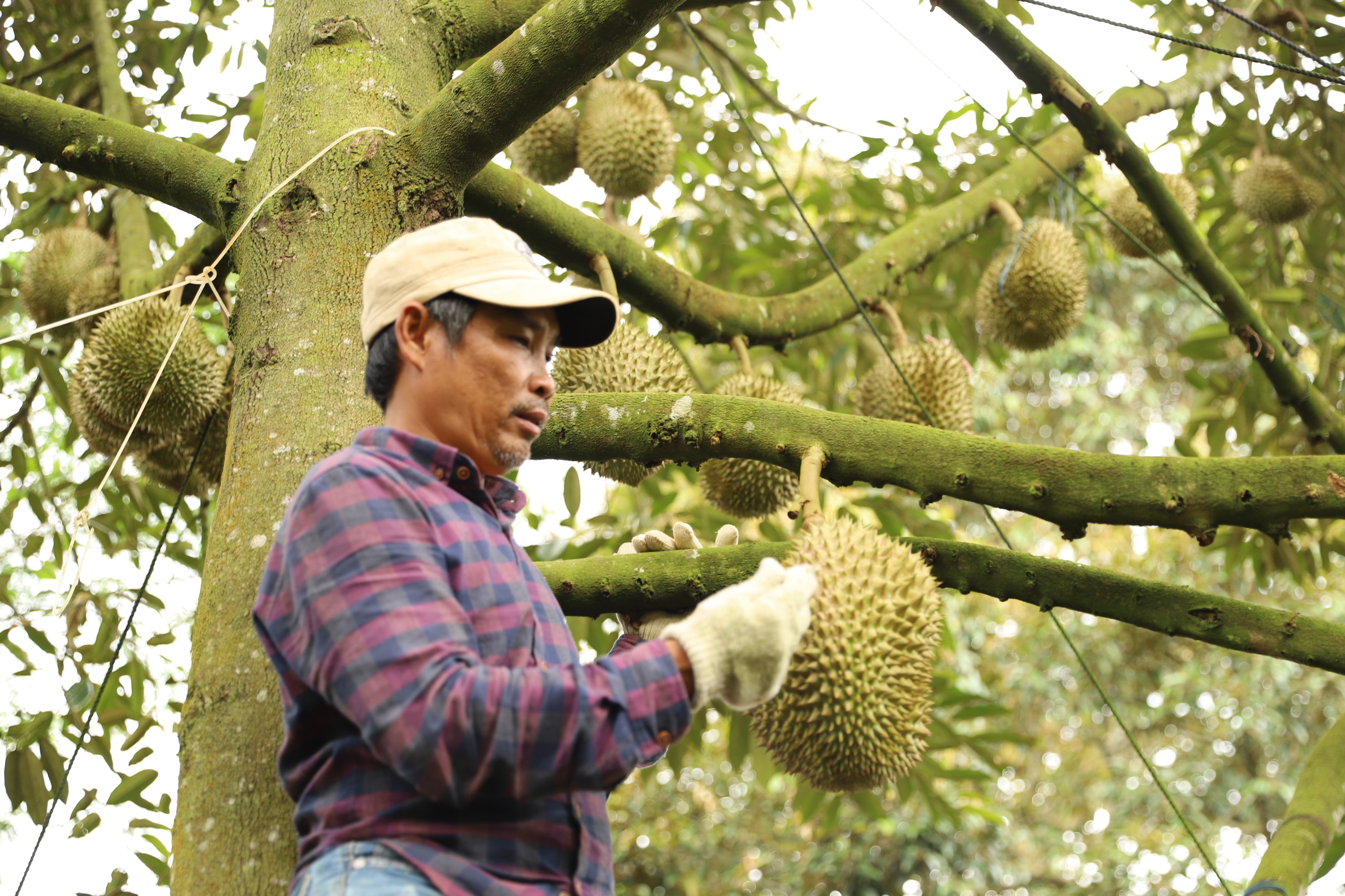 Thợ cắt sầu riêng tại Đắk Lắk.JPG