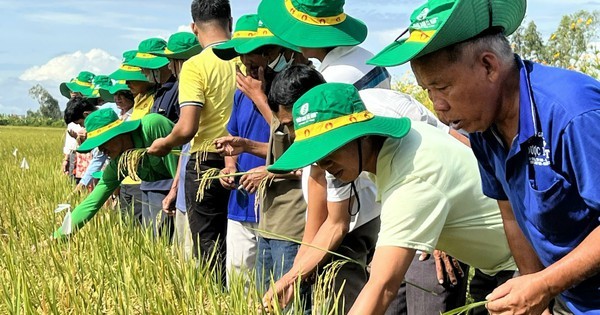 Cà Mau: Liên kết trồng lúa OS20 giúp nông dân yên tâm đầu ra, nâng cao thu nhập