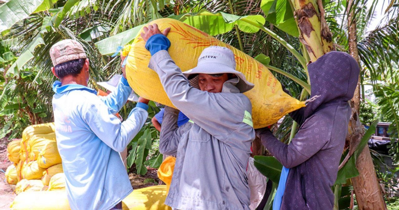 Cà Mau: Liên kết trồng lúa OS20 giúp nông dân yên tâm đầu ra, nâng cao thu nhập