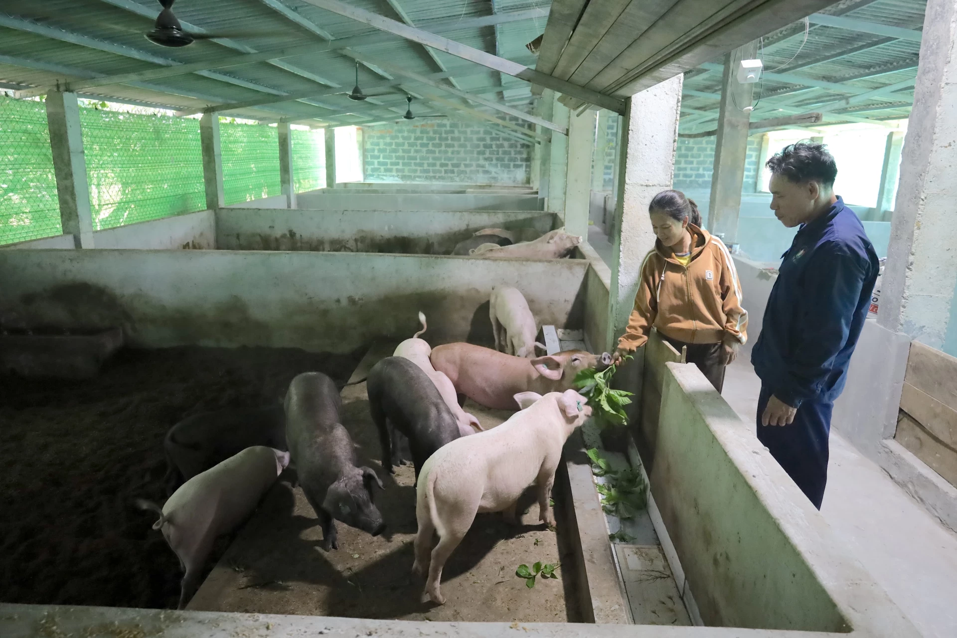 mô hình chăn nuôi nhà anh Ngọ 