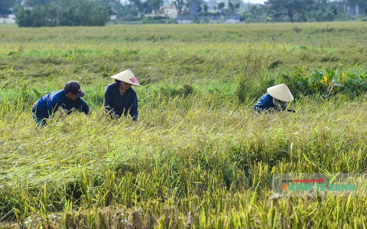 Đồng lúa ở Thanh Hóa bị gãy đổ, nguy cơ mất mùa nặng nề