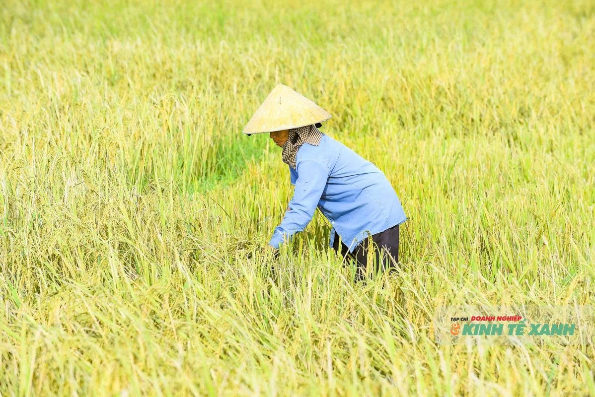 Cánh đồng Thanh Hóa tiêu điều khi nước rút sau mưa bão