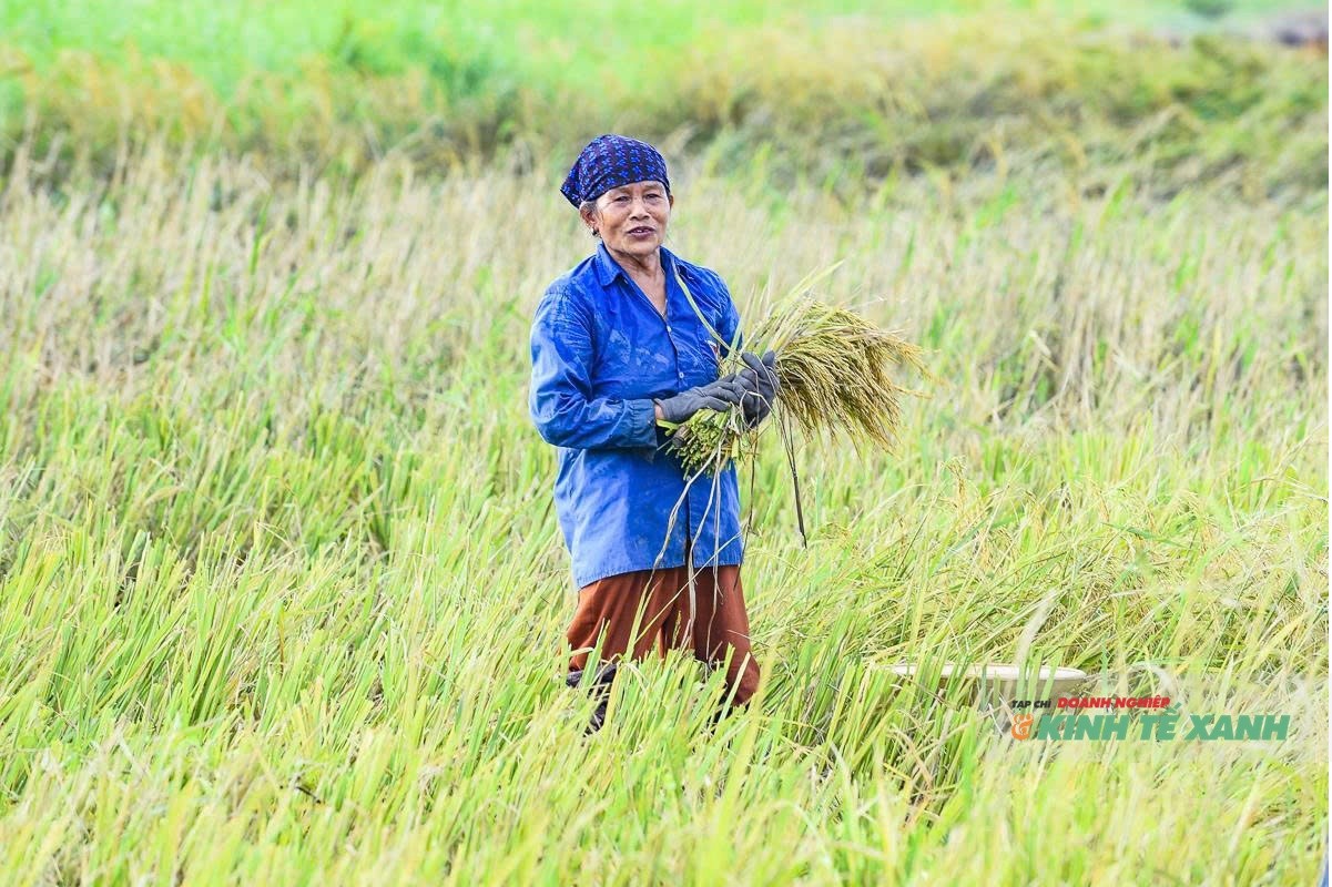 Cánh đồng Thanh Hóa tiêu điều khi nước rút sau mưa bão