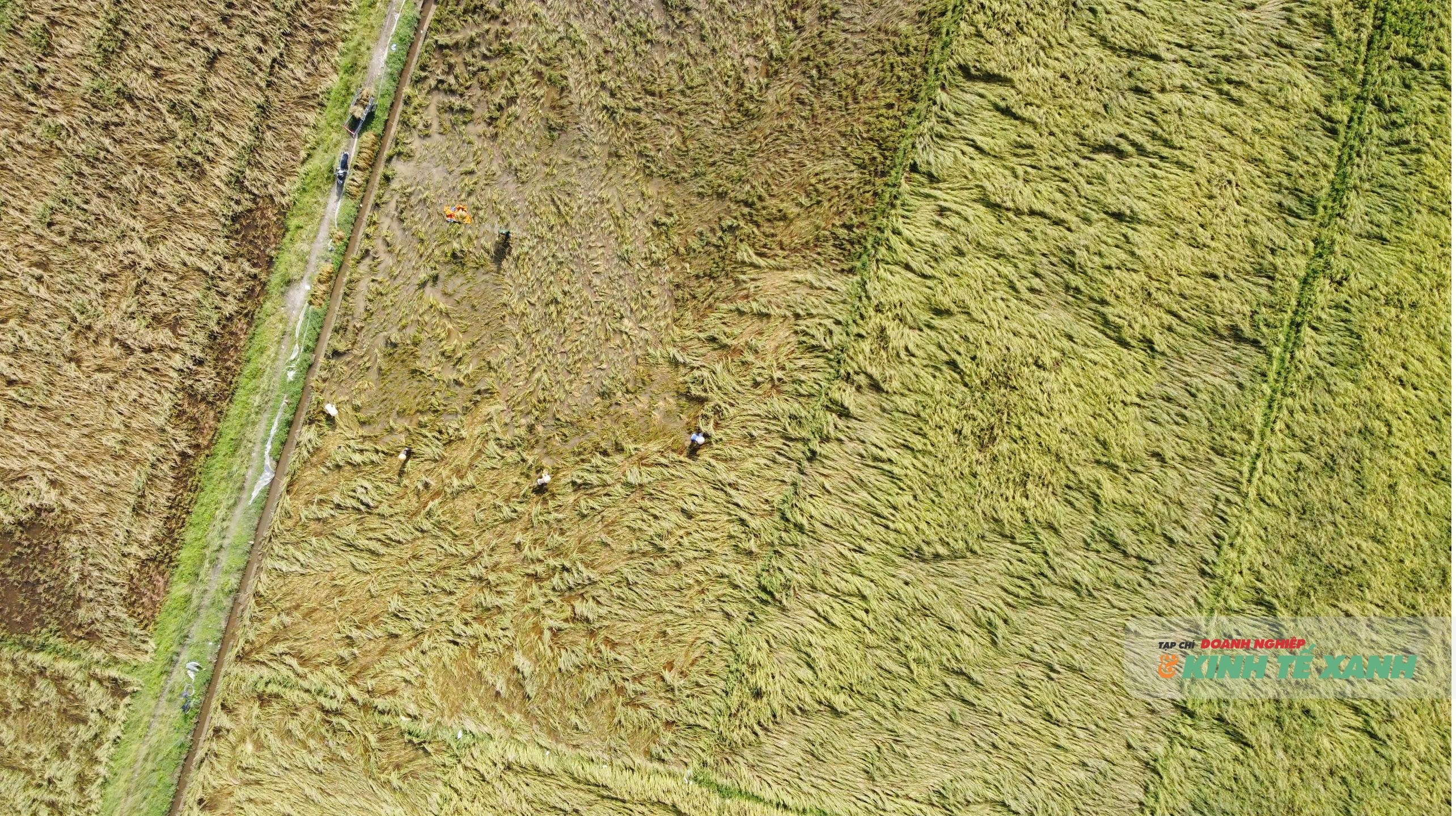 Nông dân Thanh Hóa vất vả thu hoạch lúa sau bão số 10